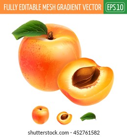 Apricot On White Background. Vector Illustration