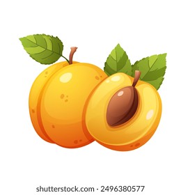 Apricot on white background. Whole apricot and half apricot. Vector illustration