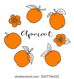 Patrón de albaricoque, brillante, albaricoque jugoso, flores de albaricoque, ilustración vectorial