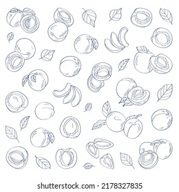Apricot pattern. Hand drawn vector illustration isolated on white background
