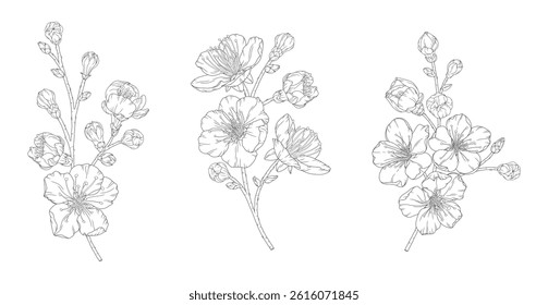 Apricot or peach blossoms, set of beautiful branches in graceful thin line. Japanese sakura flowers outline. Hand drawn sketch of cherry or plum blossom branch. Vector illustration