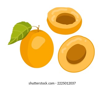 Apricot or peach set. Vector illustrations of organic summer harvest. Cartoon ripe whole yellow fruit with green leaf, cut in half with pit isolated on white. Agriculture, vitamin sweet food concept