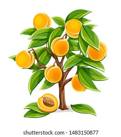 Apricot or peach tree with ripe fruits and green leaves. Plant from agriculture garden with fruit. Isolated on white background. Simple. Eps10 vector illustration.