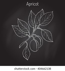 Apricot, Prunus armeniaca (Armenian plum). Hand drawn botanical vector illustration