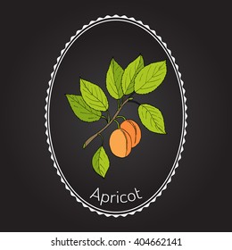 Apricot, Prunus armeniaca (Armenian plum). Hand drawn botanical vector illustration