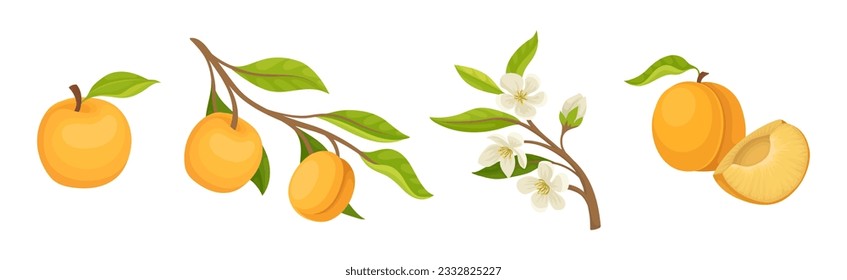 Apricot Ripe Fruit with Sweet Taste Vector Set