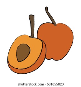 apricot ripe juicy fruit with nut and leaf