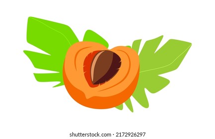 Apricot in the section with a stone. Flat style. Isolated on a white background.