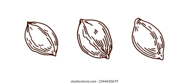 Apricot seed, fruit kernel, pit core set. Outlined engraved drawing in vintage retro detailed style. Hand-drawn contoured etched woodcut vector illustrations isolated on white background