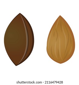 Apricot seed icon cartoon vector. Cut fruit. Tree leaf