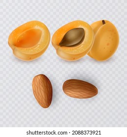 Apricot seeds, almonds and ripe apricot on transparent background, vector format