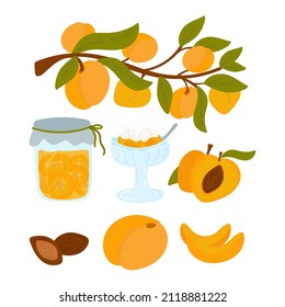 Apricot set. cartoon apricots with leaves, halves and slices of fruit. Fruit jam. Peach with filling, ice cream or cream.  a clipart isolated on a white background. Vector illustration hand drawn