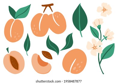 Apricot set. Exotic tropical peaches or apricots fresh fruit collection, whole juicy peach with green leaves and flowers, slice and kernel. Vector cartoon minimalistic style isolated illustration