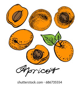 Apricot set. Graphic hand drawn vector illustration.