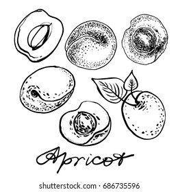 Apricot set. Graphic hand drawn vector illustration.