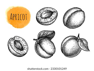 Apricot set. Hand drawn ink illustration. Vintage style.