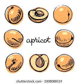 Apricot/ Set of isolated sketchy style fruits and berries/ Doodle pencil drawn fruits in color/ Hand drawn vector illustration