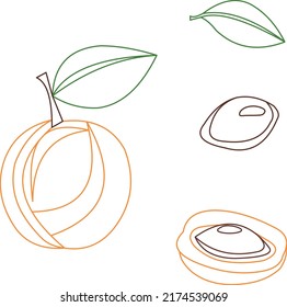 conjunto de albaricoques con pozo, hoja y media