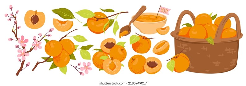 Apricot set vector illustration. Cartoon isolated whole apricots on tree branch with green leaf and twig with spring blossoms, sweet fruit cut in half and slices, summer garden harvest in basket