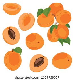 Apricot set. Vector illustration of delicious fruits in cartoon style. Ripe whole fruit and slices isolated on white background. Element for design, logo, packaging of juice or jam.