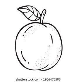 Apricot sketch. Beautiful cartoon black and white outline. Hand drawn fruit illustration for greeting cards, posters, recipe, culinary design. Isolated on white background. 