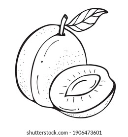 Apricot sketch. Beautiful cartoon black and white outline. Hand drawn fruit illustration for greeting cards, posters, recipe, culinary design. Isolated on white background. 