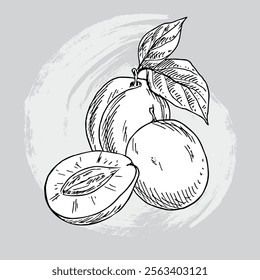 apricot sketch hand drawn vector illustratio