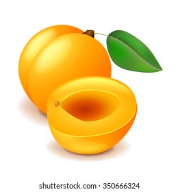 Apricot and slice isolated on white photo-realistic vector illustration