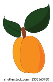 An apricot sliced in half with two green leaves, vector, color drawing or illustration.