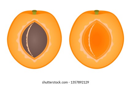 Apricot slices isolated on white background. Vector illustration.