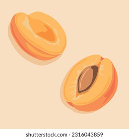 Apricot split into halves with pit. Hand drawn vector image of fruit. Summer juicy fruits.