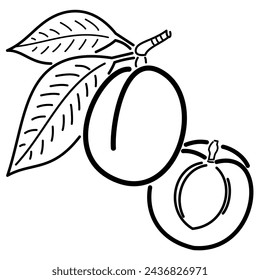Apricot with stem and two leaves and halved apricot with stone - black outline