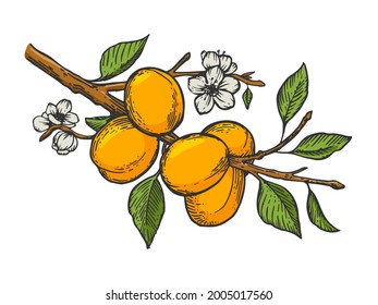 apricot tree branch color line art sketch engraving vector illustration. T-shirt apparel print design. Scratch board imitation. Black and white hand drawn image.