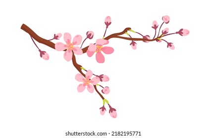 Apricot tree branch with spring flowers vector illustration. Cartoon isolated romantic pink blossom in garden springtime, blooming twig with delicate buds and flowers on stems, May bloom in orchard