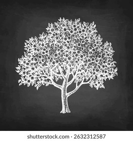 Apricot tree. Chalk sketch on blackboard background. Hand drawn vector illustration. Retro style.