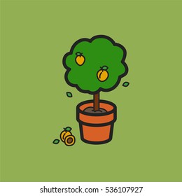 Apricot tree in a clay pot