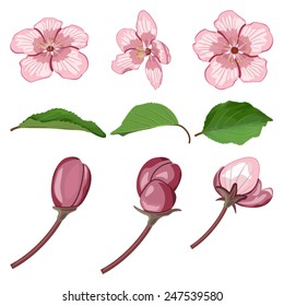 Apricot tree elements for floral design and landscapes