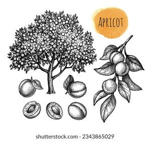 Apricot tree, fruits and branch. Collection of ink sketches. Hand drawn illustration. Vintage style.