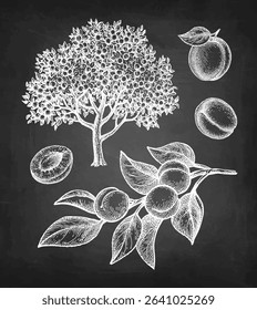 Apricot tree and fruits. Collection of chalk sketches on blackboard background. Hand drawn vector illustration. Retro style.