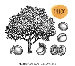 Apricot tree and fruits. Collection of ink sketches. Hand drawn illustration. Vintage style.