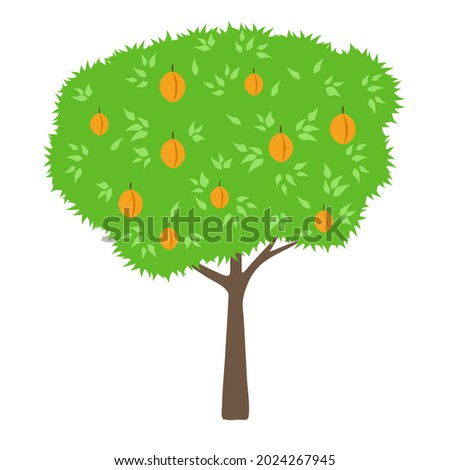 Apricot tree. Green fruit tree flat cartoon. Simple colorful organic garden symbol. Isolated vector illustrations.