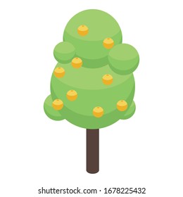 Apricot tree icon. Isometric of apricot tree vector icon for web design isolated on white background
