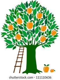 apricot tree isolated on White background. Vector illustration