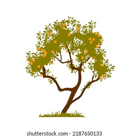 Apricot tree with ripe fruit on branches vector illustration. Cartoon isolated trunk growing on soil of garden with green grass, harvest of peaches or apricots from farmers agricultural orchard