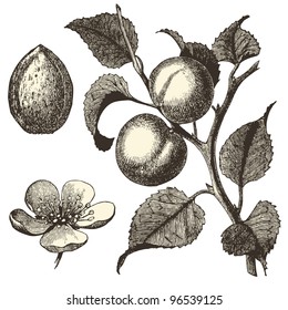 Apricot tree - vintage engraved illustration - "Dictionnaire encyclopédique universel illustré" By Jules Trousset - 1891 Paris
