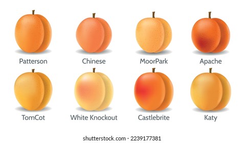 Apricot varieties. Patterson chinese moorpark apache tomcot white knockout castlebrite katy juicy fresh orange apricots realistic isolated on white background