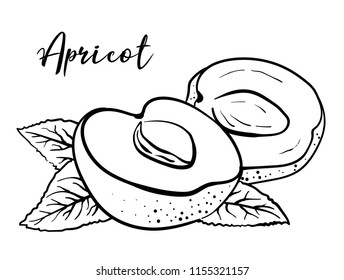 Apricot. Vector black and white illustration of an apricot with a bone and leaves. Ingredient for food, cosmetics, beverages, medicines. Black isolated fruit sketch on a white background