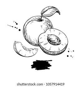 Apricot vector drawing. Hand drawn fruit and sliced pieces.  Summer food engraved style illustration. Detailed vegetarian sketch. Great for label, poster, print, menu