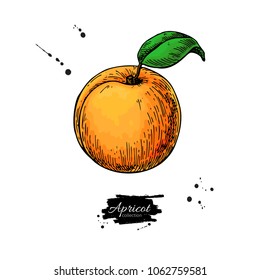 Apricot vector drawing. Hand drawn isolated fruit. Summer food  illustration. Detailed vegetarian sketch. Great for label, poster, print, menu packaging design.