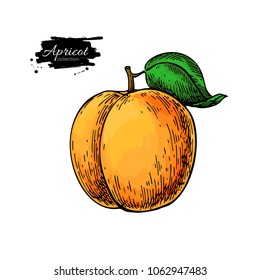 Apricot vector drawing. Hand drawn isolated fruit. Summer food  illustration. Detailed vegetarian sketch. Great for label, poster, print, menu packaging design.